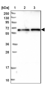 CCDC125 Antibody in Western Blot (WB)