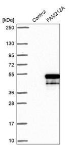 FAM212A Antibody in Western Blot (WB)