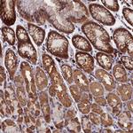 HN1L Antibody in Immunohistochemistry (Paraffin) (IHC (P))