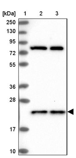 HN1L Antibody in Western Blot (WB)
