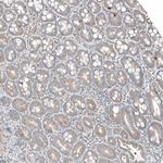PLA2G10 Antibody in Immunohistochemistry (Paraffin) (IHC (P))