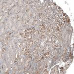 PLA2G10 Polyclonal Antibody