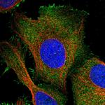 PKD2L2 Antibody in Immunocytochemistry (ICC/IF)