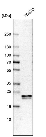 HN1L Antibody in Western Blot (WB)