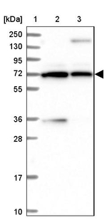 PDILT Antibody in Western Blot (WB)