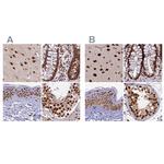 FAM103A1 Antibody in Immunohistochemistry (IHC)
