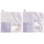 SPACA4 Polyclonal Antibody