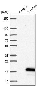 SPACA4 Antibody in Western Blot (WB)
