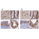 FAM103A1 Polyclonal Antibody
