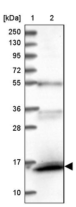 FAM103A1 Antibody in Western Blot (WB)