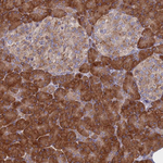 TMEM208 Polyclonal Antibody