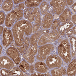 TMEM208 Antibody in Immunohistochemistry (Paraffin) (IHC (P))
