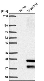 TMEM208 Antibody in Western Blot (WB)
