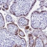 KCTD21 Antibody in Immunohistochemistry (Paraffin) (IHC (P))