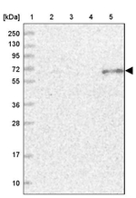ETFDH Antibody in Western Blot (WB)