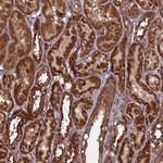 CCDC8 Antibody in Immunohistochemistry (Paraffin) (IHC (P))