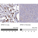 SPNS1 Antibody in Immunohistochemistry (Paraffin) (IHC (P))