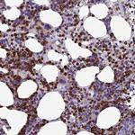 C19orf48 Antibody in Immunohistochemistry (Paraffin) (IHC (P))