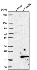 C19orf48 Antibody in Western Blot (WB)