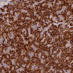 SSC5D Antibody in Immunohistochemistry (Paraffin) (IHC (P))