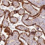 SSC5D Antibody in Immunohistochemistry (Paraffin) (IHC (P))