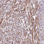 SSC5D Antibody in Immunohistochemistry (IHC)