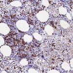 C16orf96 Antibody in Immunohistochemistry (Paraffin) (IHC (P))