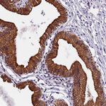 NXNL1 Polyclonal Antibody