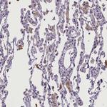 CCL23 Antibody in Immunohistochemistry (Paraffin) (IHC (P))