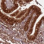 PGLS Antibody in Immunohistochemistry (Paraffin) (IHC (P))