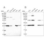 PGLS Antibody in Western Blot (WB)