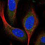 STX16 Polyclonal Antibody