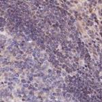 TMC5 Antibody in Immunohistochemistry (IHC)