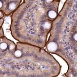 TMC5 Antibody in Immunohistochemistry (IHC)