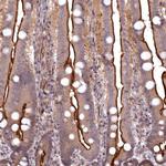 TMC5 Polyclonal Antibody