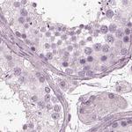 Filensin Antibody in Immunohistochemistry (IHC)