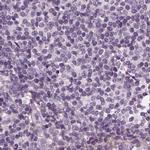 Filensin Antibody in Immunohistochemistry (IHC)