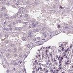 Filensin Antibody in Immunohistochemistry (IHC)