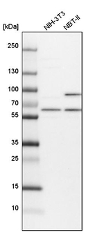 NAE1 Antibody in Western Blot (WB)