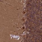 NAE1 Polyclonal Antibody