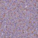 VWA3A Polyclonal Antibody