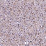 CN079 Antibody in Immunohistochemistry (Paraffin) (IHC (P))