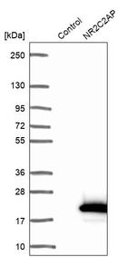 NR2C2AP Antibody in Western Blot (WB)