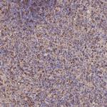 LENG8 Polyclonal Antibody
