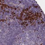 C16orf96 Polyclonal Antibody