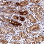 OCEL1 Antibody in Immunohistochemistry (Paraffin) (IHC (P))