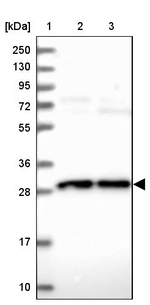OCEL1 Antibody in Western Blot (WB)