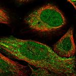 CARD8 Antibody in Immunocytochemistry (ICC/IF)