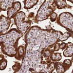CARD8 Antibody in Immunohistochemistry (Paraffin) (IHC (P))