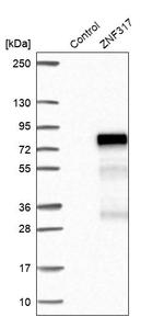 ZNF317 Antibody in Western Blot (WB)